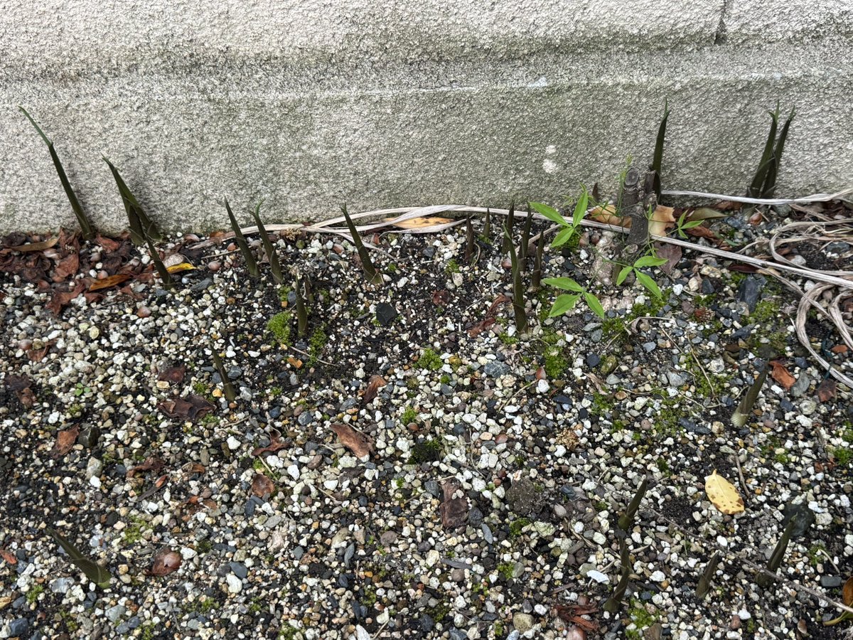 ラブラドール欠乏症 tweet media