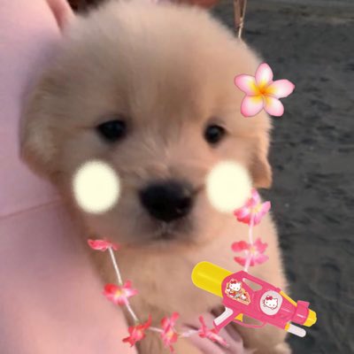 puppies video tweet media