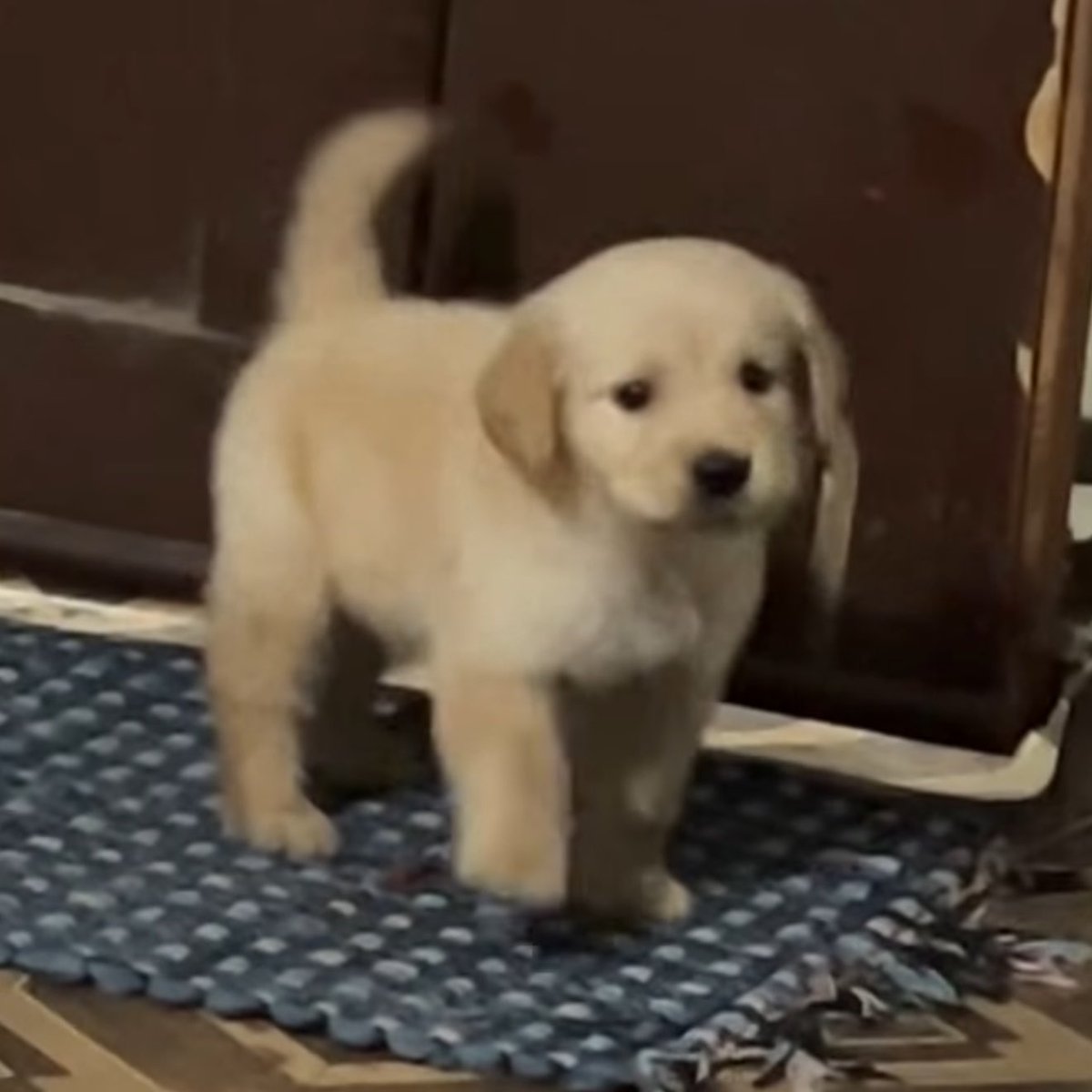 puppies video tweet media