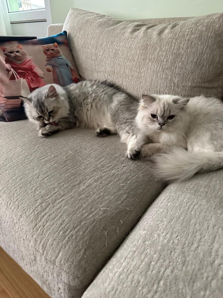 İstanbul çok acil alerji sevebiyle terkedilen bu 2 kedi yuva arıyor
kısırlar aşıları tam
biri erkek biri dişi