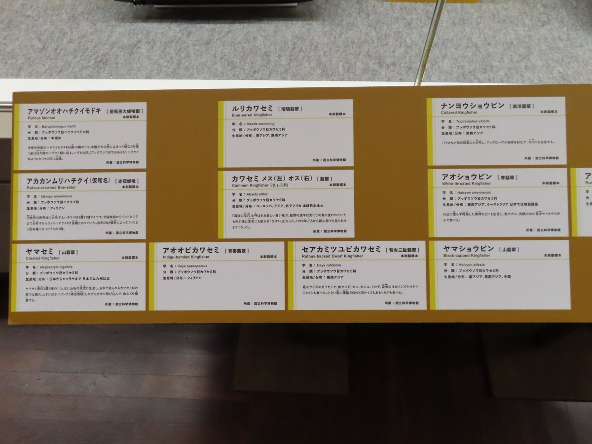漢字
カワセミは翡翠
仲間にアオショウビン（青翡翠）やアカショウビン（赤翡翠）も

ヤマセミもヤマショウビンも漢字だと同じ

『山翡翠』

なのですよね、まぁ棲息域が違うので文脈から読み違えはないとかと