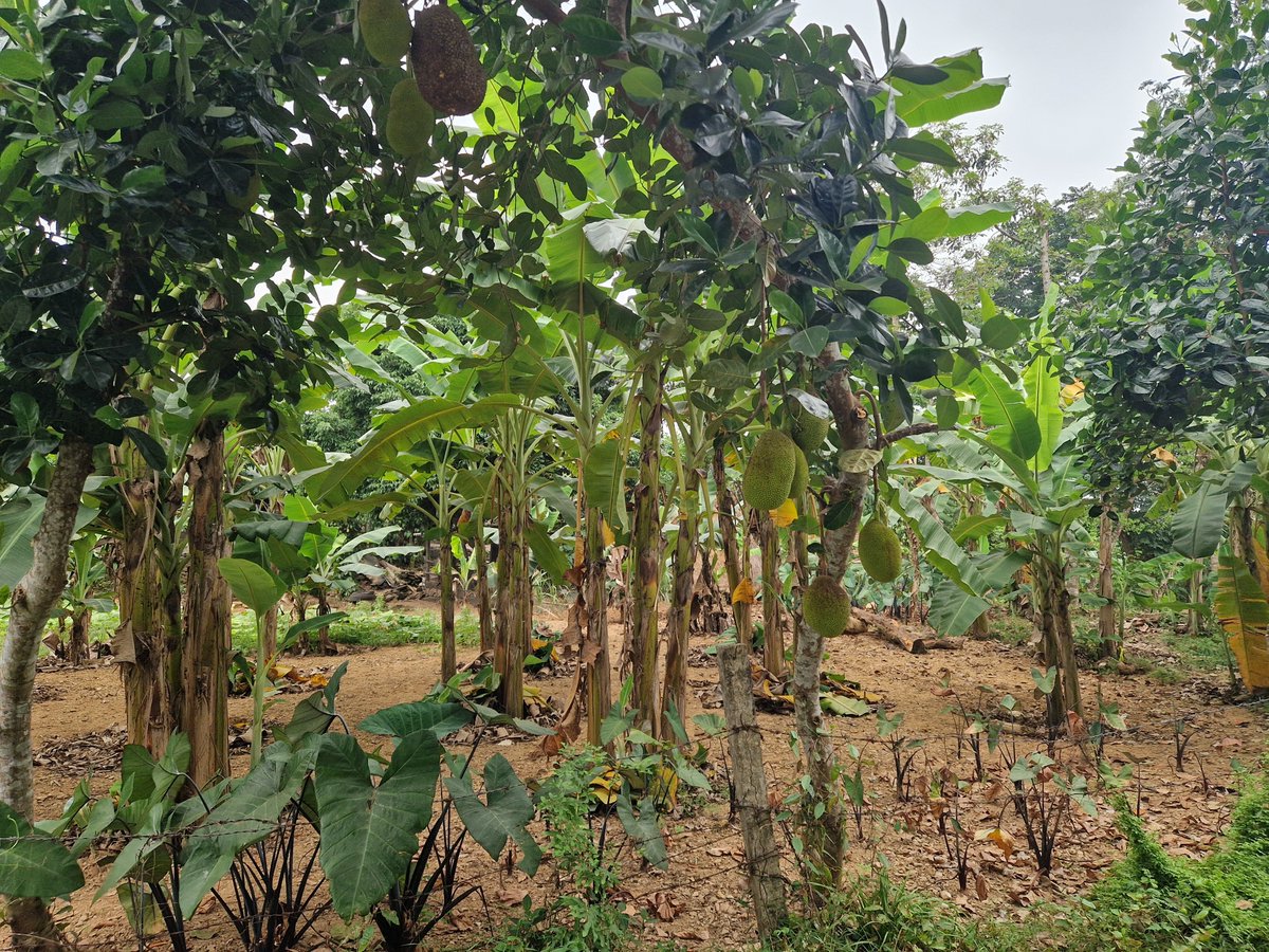 Sukani123's tweet image. Durch ein Dorf in #Vietnam laufen heißt, alle lachen dich an, sagen Hallo, viele Kinder fragen, What's your name? Die Häuser stehen weit auseinander, haben große Gärten, Bananen, Jackfruit, viel Gemüse. Die Natur ist freigiebig. 
Es gibt Nahrung in Hülle und Fülle vor der Tür.