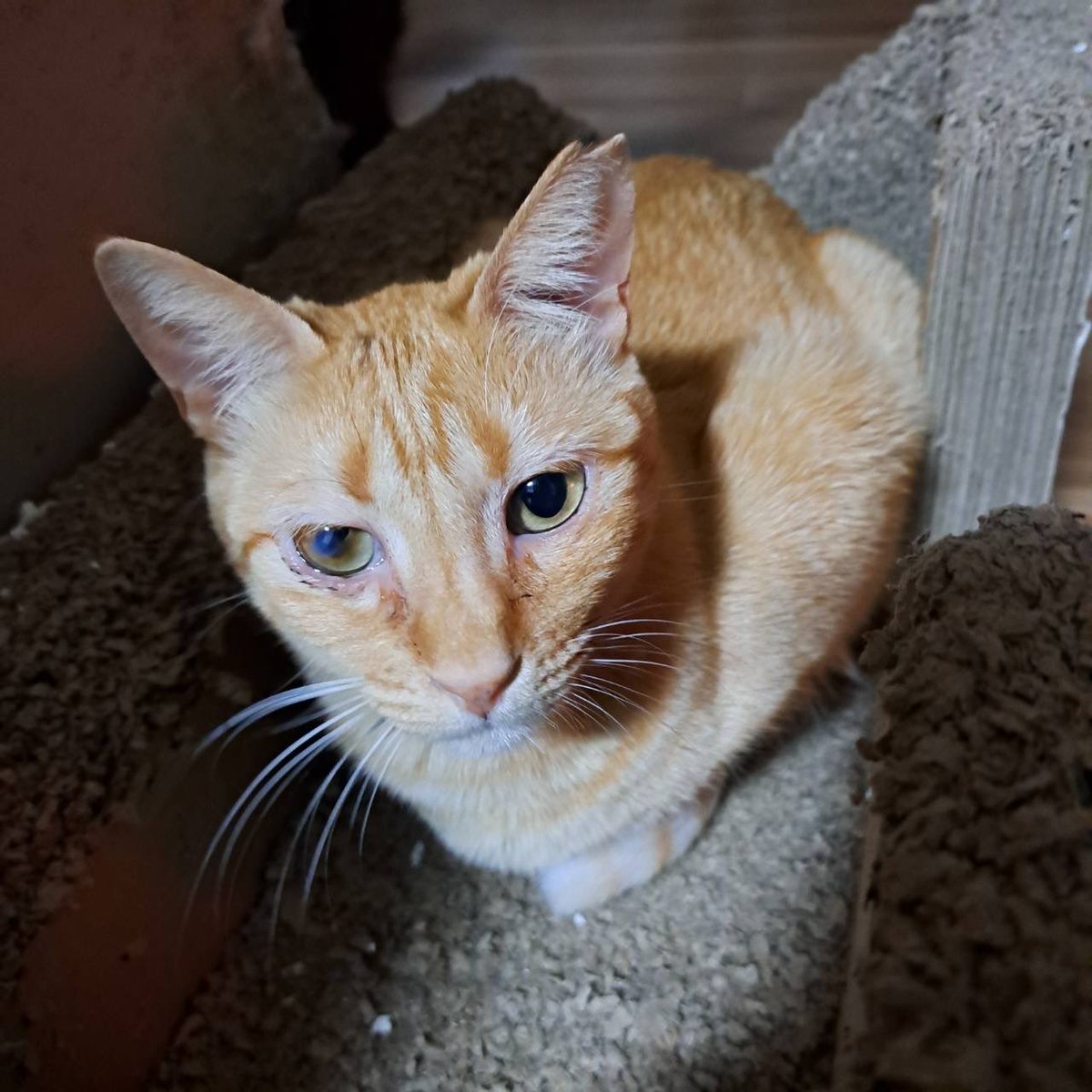 NPO法人地域猫管理協会 tweet media