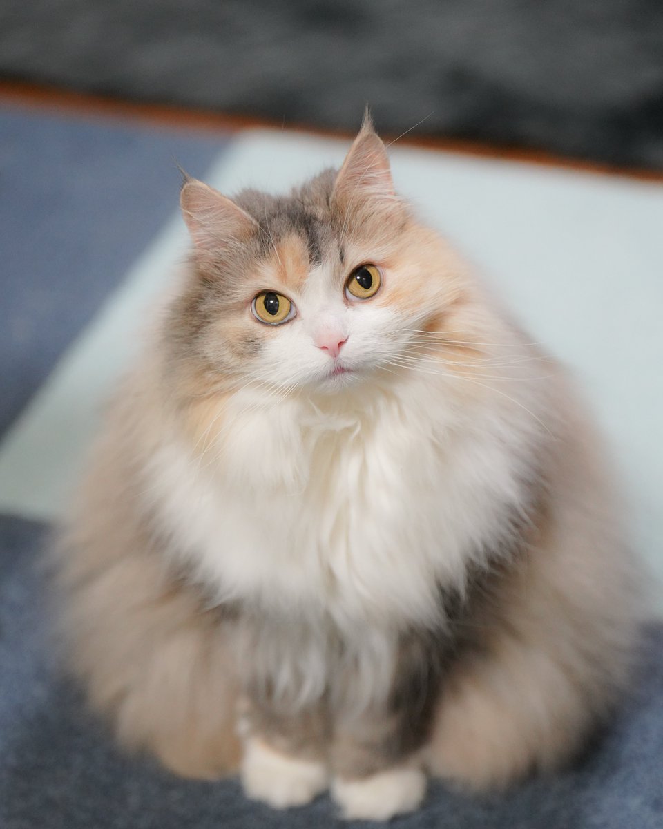 シルキー tweet media