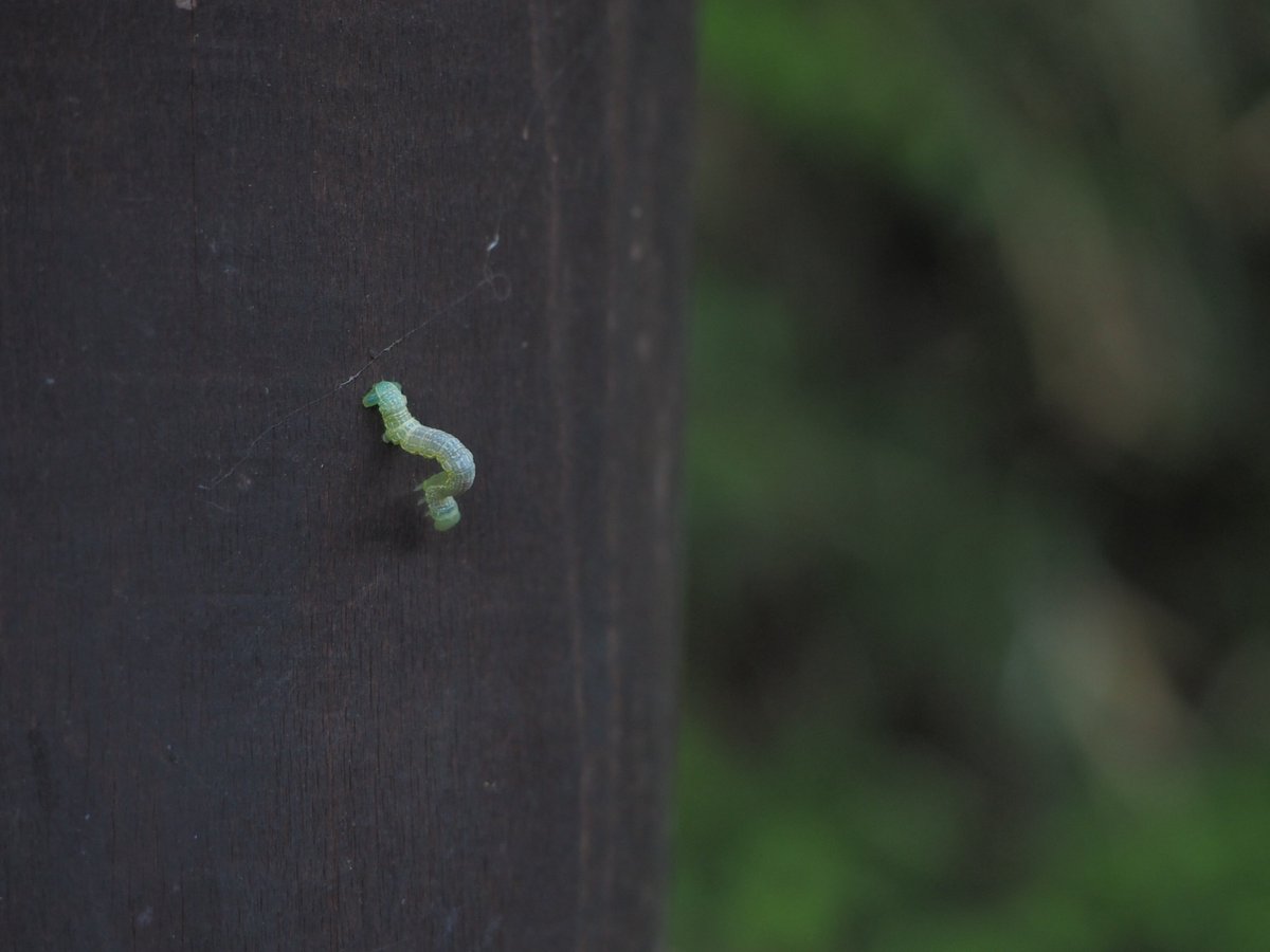 門脇☀️🐸🥕 tweet media