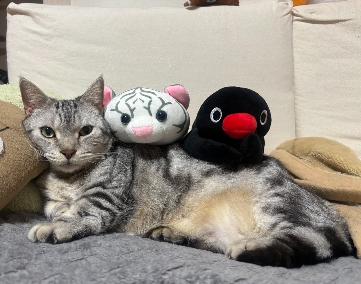 Y_A_TIME's tweet photo. ねぇね乗せるのがんばった
でも僕が1番じっとしてがんばった
　　　　　　　　ねぇねが🫶の丸より
#猫との生活　#猫のいる暮らし https://t.co/8MstmD97dT