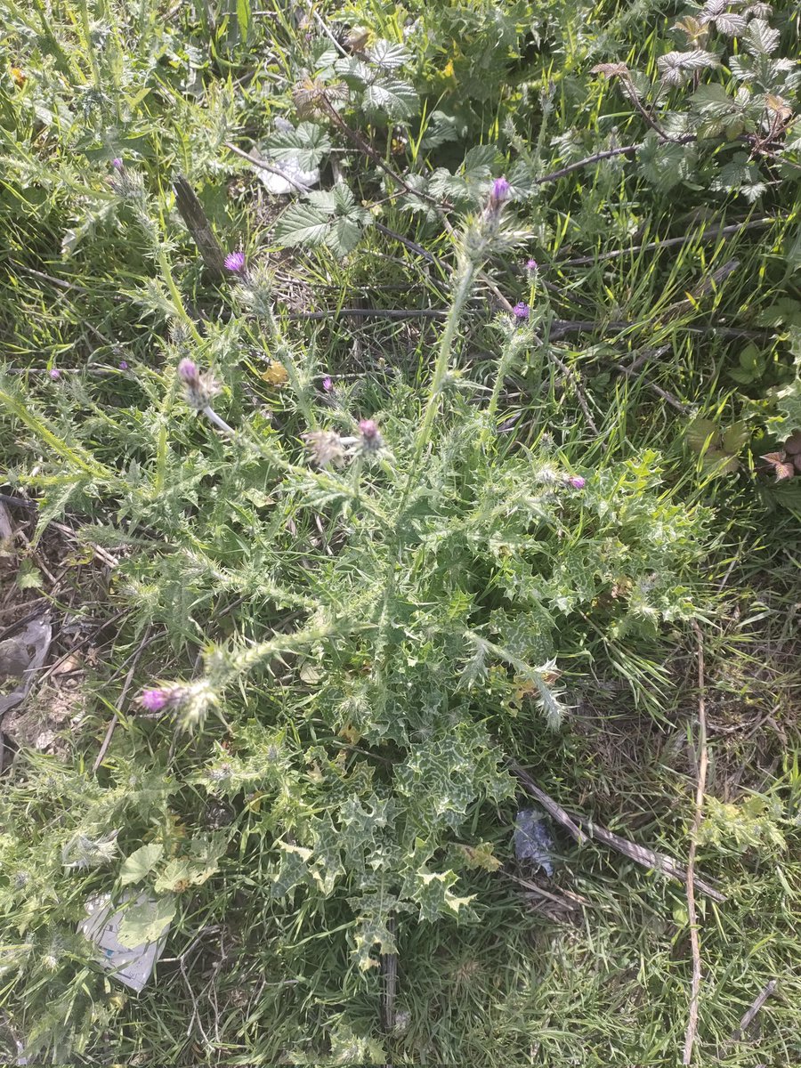 Na Galicia empezan a florecer os nosos Cardos (Thistle).
Beautiful country!
#SempreCeltic 💚🍀💚
#CelticFC #CeltNations
#Galicia #Scotland #WALES 
#Cornwall #Bretagne
#isleofman #ireland