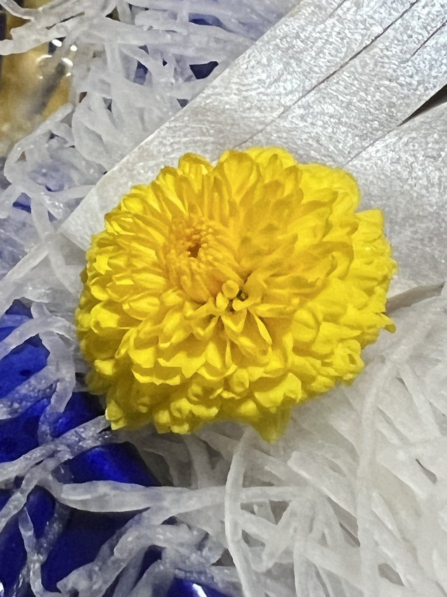 ばねね🧊 tweet media