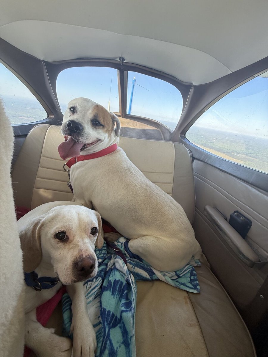 I had the privilege to fly 2 foster/shelter pups (Bella and Angel) to their furever home for #PNP. I’m grateful to combine my passion for aviation, volunteering &amp; animals. It’s incredibly meaningful to make a difference &amp; help others. ~ Captain Madison Williams #WhyWeFly