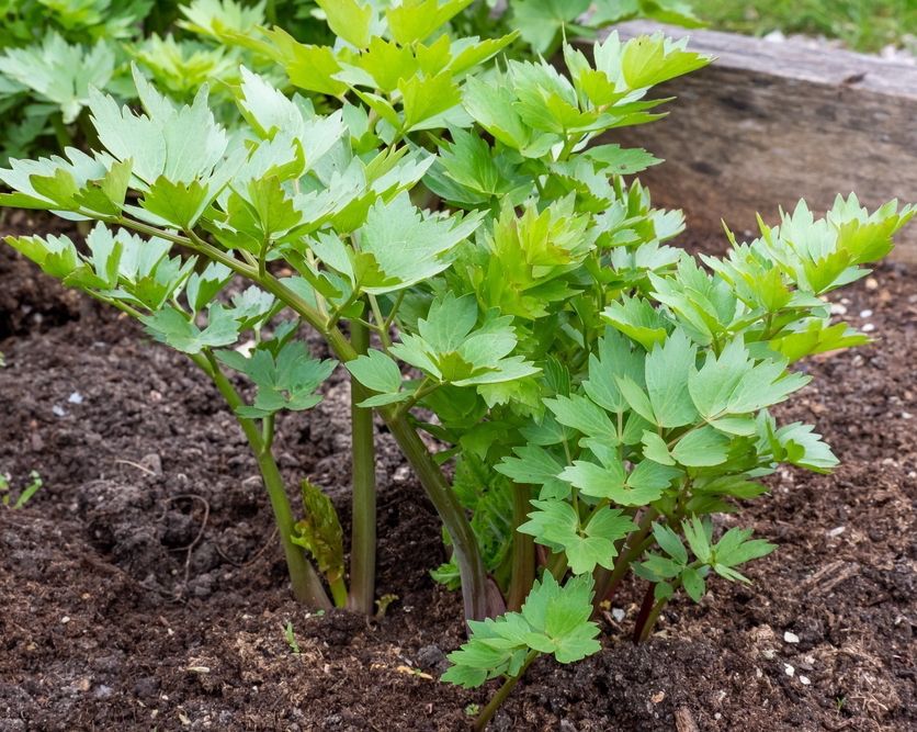 VegPlotter.com tweet media