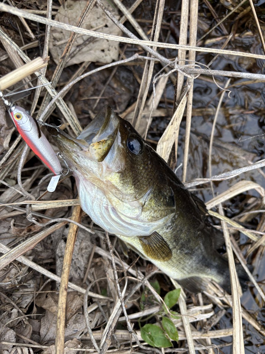 thtackle tweet media