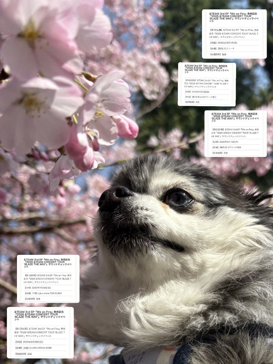 サウチェの民になりたいという夢
国内では叶いそうでうれしい〜！🌸
全部たのしみすぎて🥹🥹🥹ﾑﾈｸﾙｼｲ