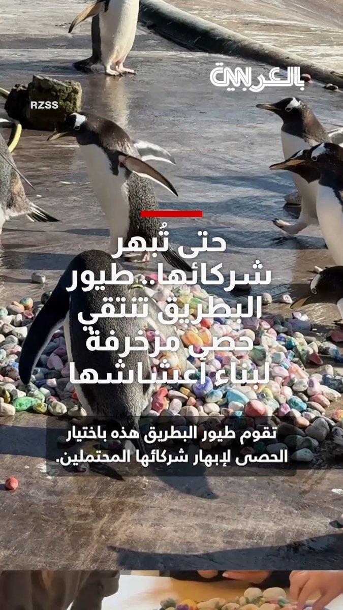 حتى تُبهر شركائها.. طيور البطريق تنتقي حصى مزخرفة لبناء أعشاشها 