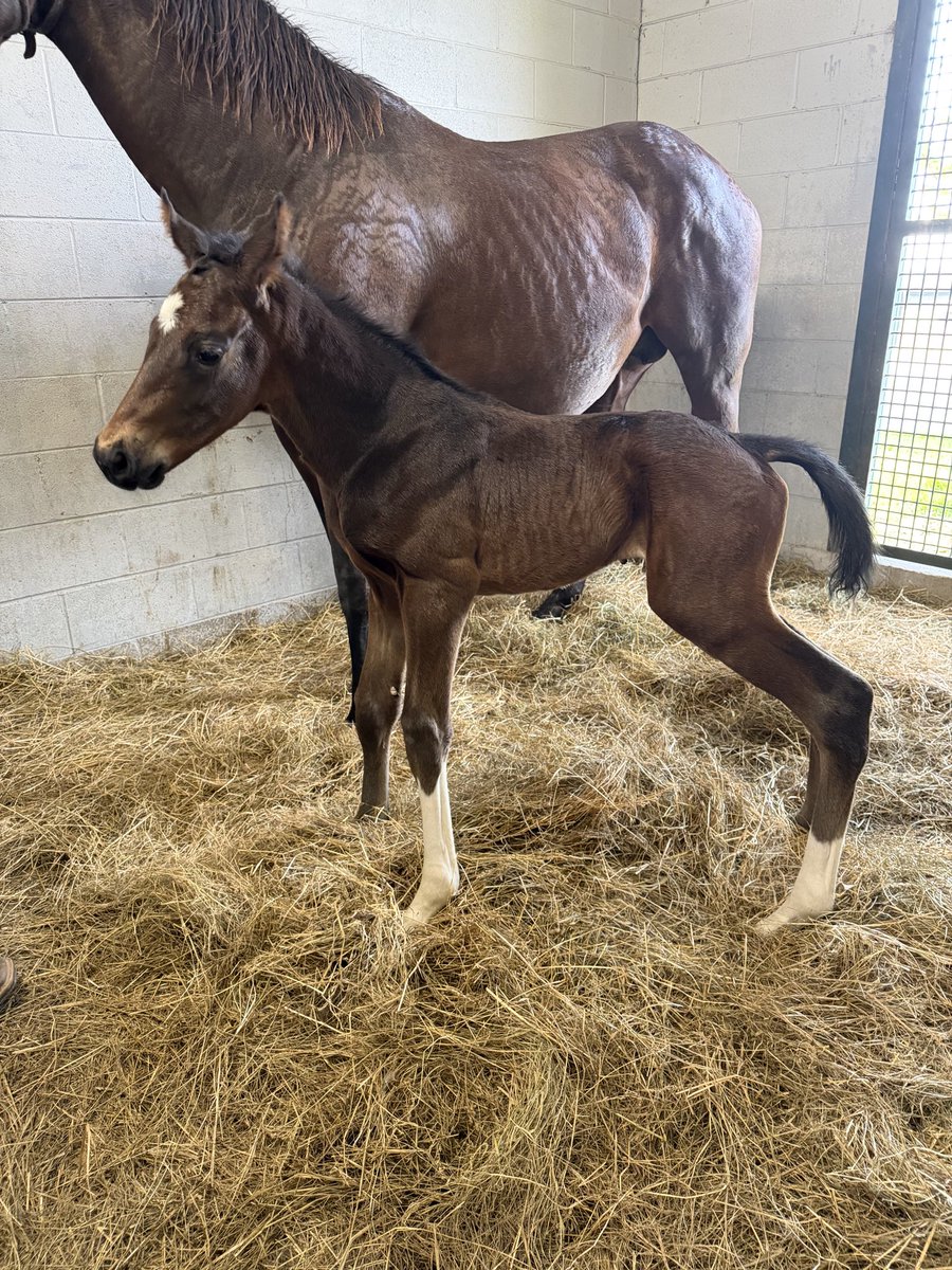 GVG Genetics tweet media