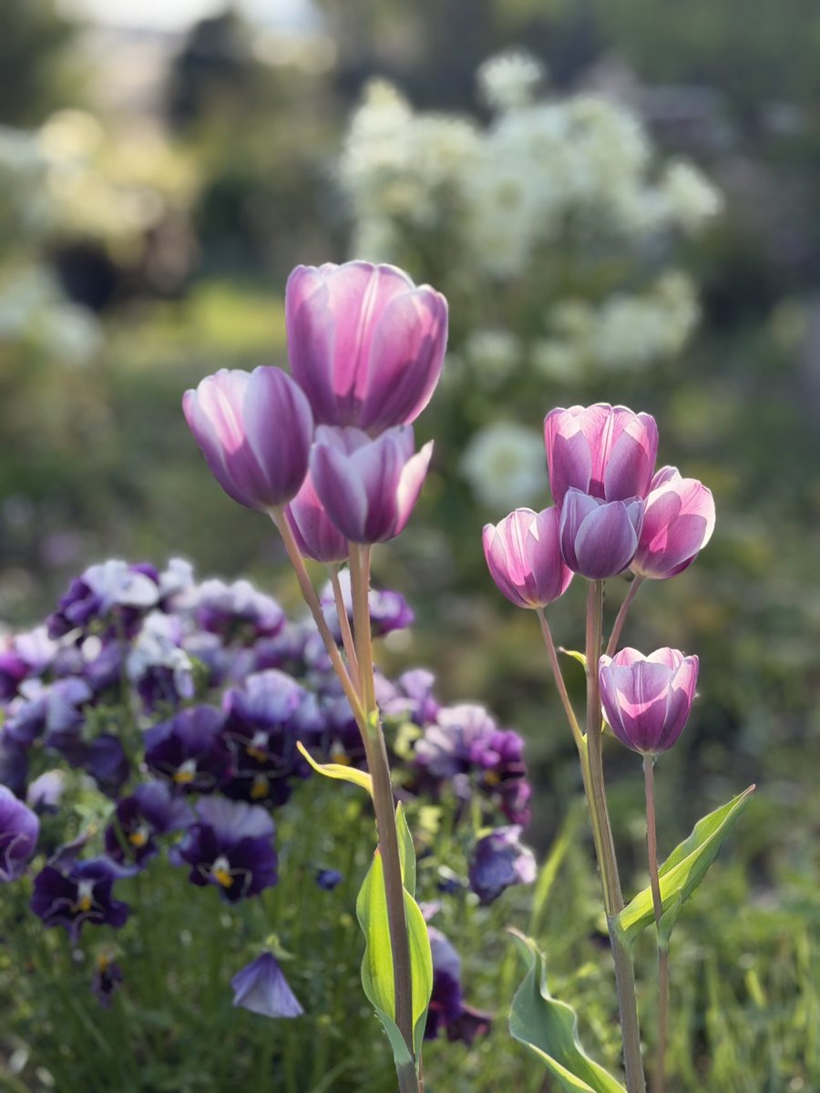 ともっち 🇫🇷💚🇫🇷 tweet media