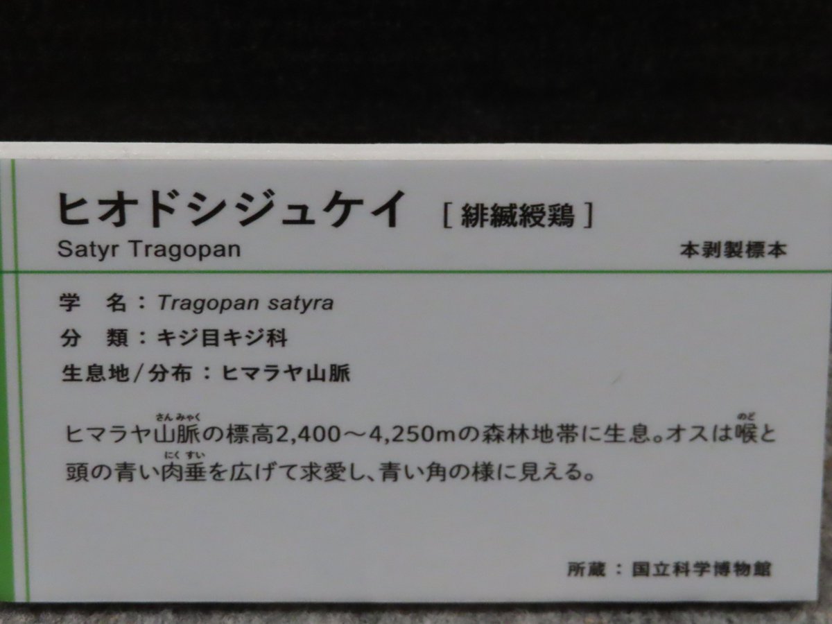 動物名はカタカナだけでなく絶対漢字併記すべきなのですよ

魚のデメニギス
言葉の響きだけならラテン語っぽいですが
真っ当な日本語で「出目似鱚」なのですから
ラフカも「羅鱶」
ですから
