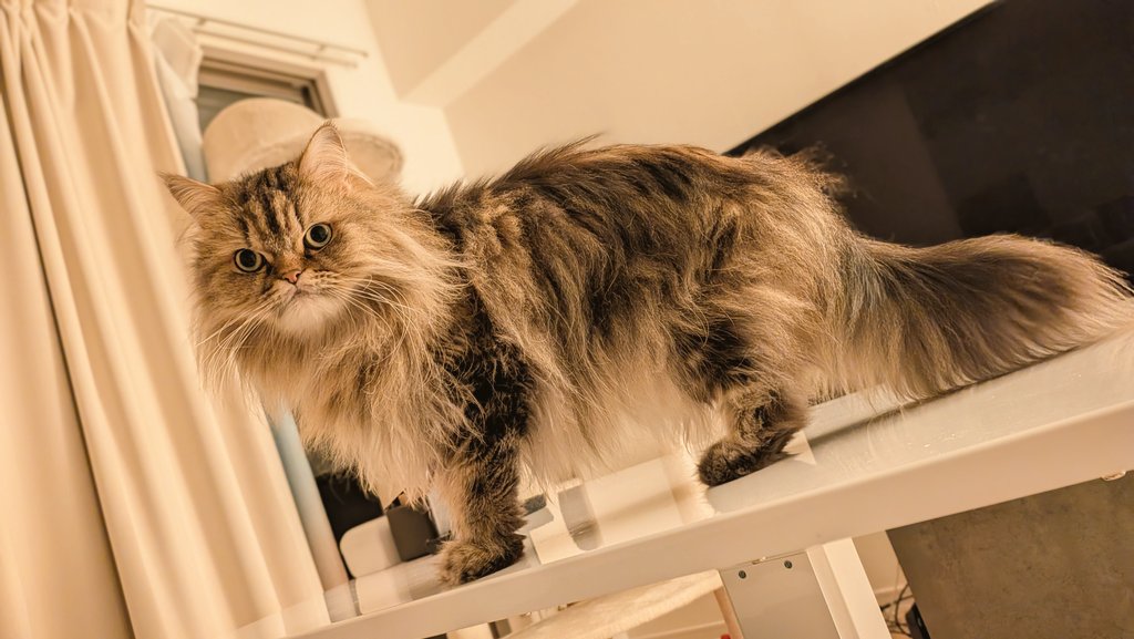 ジェフリーマンソン tweet media