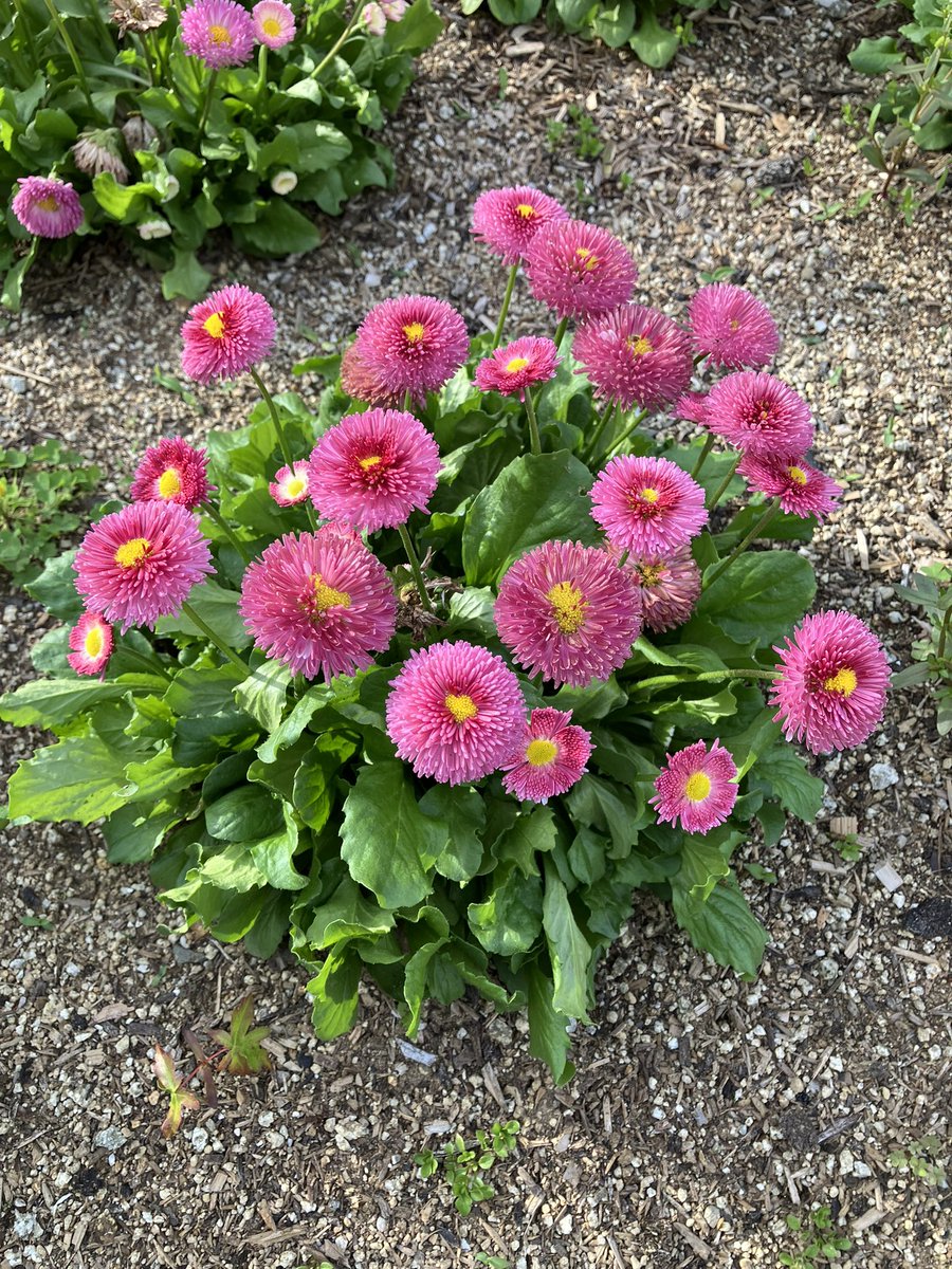 3qE2c's tweet photo. 💐 https://t.co/zUTLTdVDlH