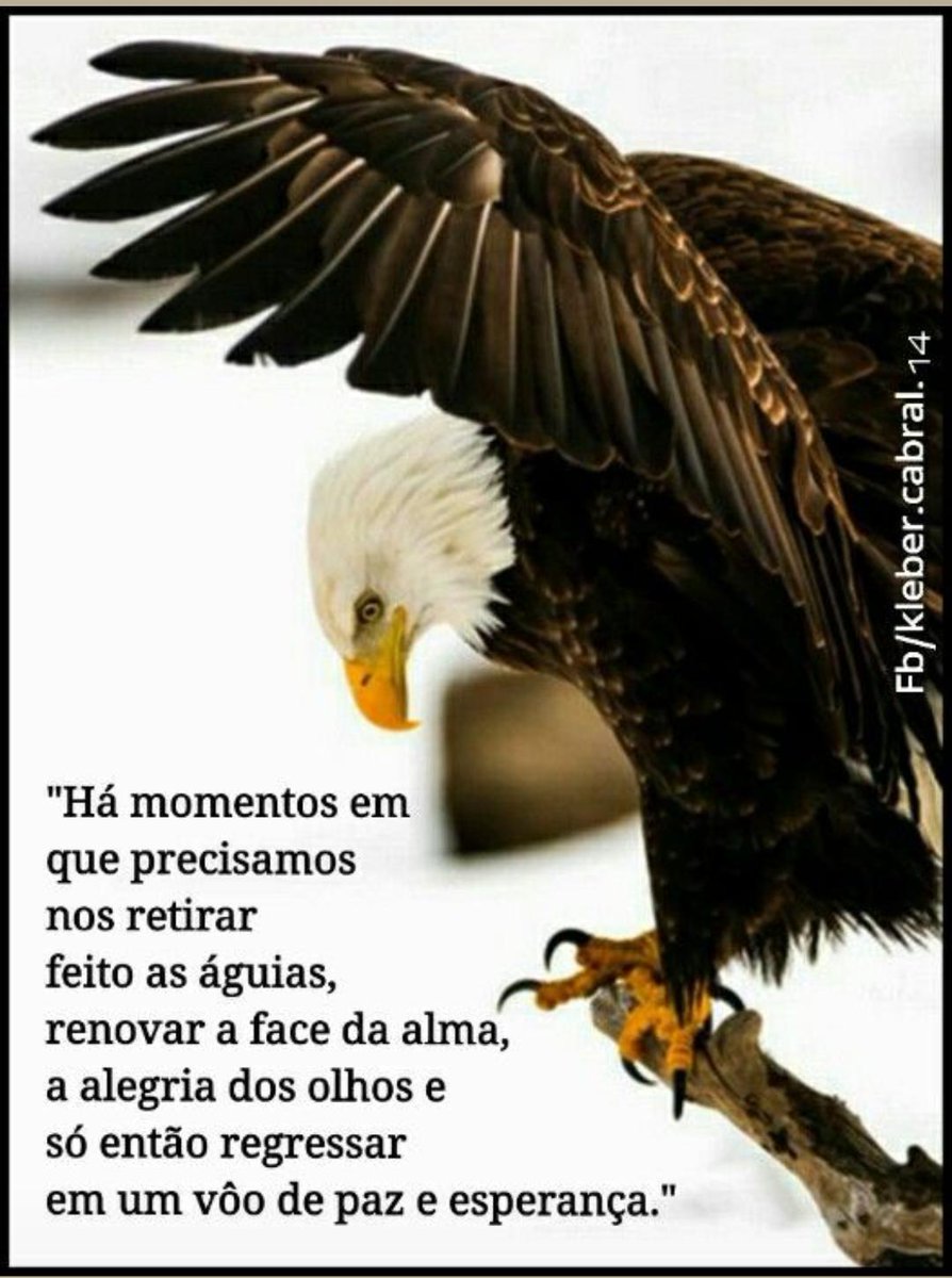 Cleide Bernardo tweet media