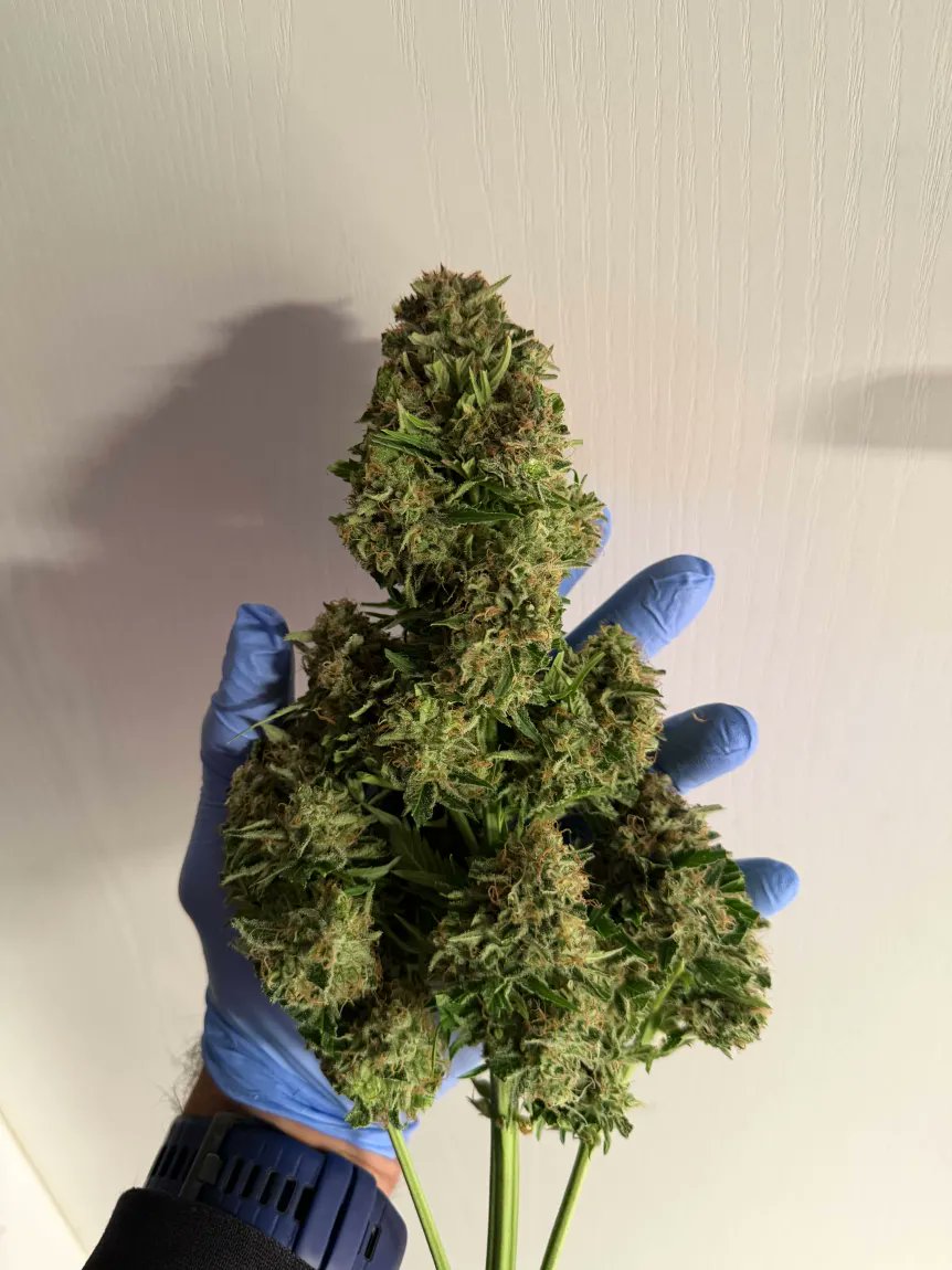 Fast Buds tweet media