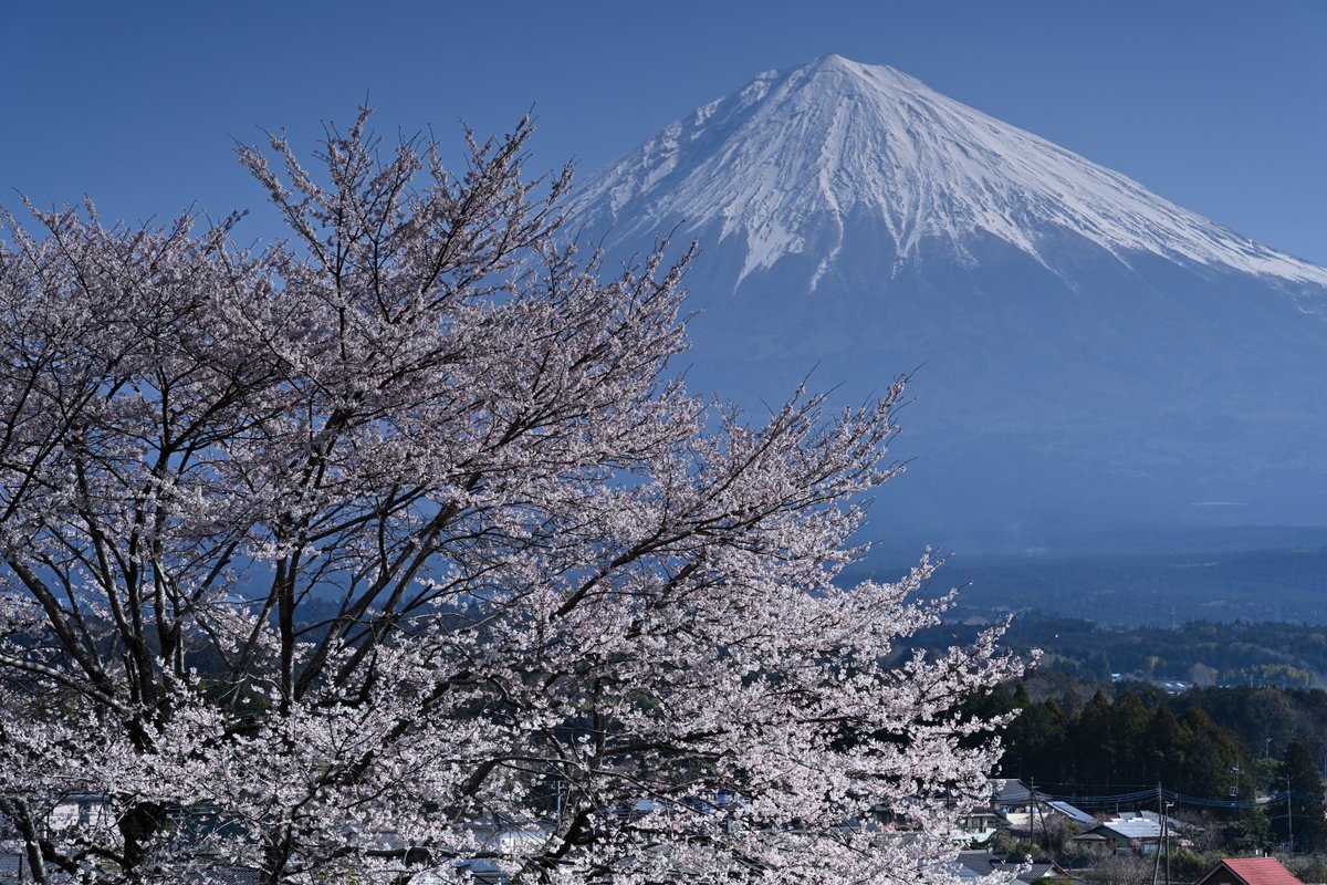 撮り富士 tweet media