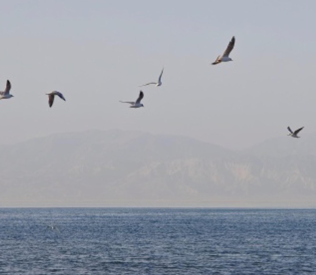 Visit Xinjiang tweet media