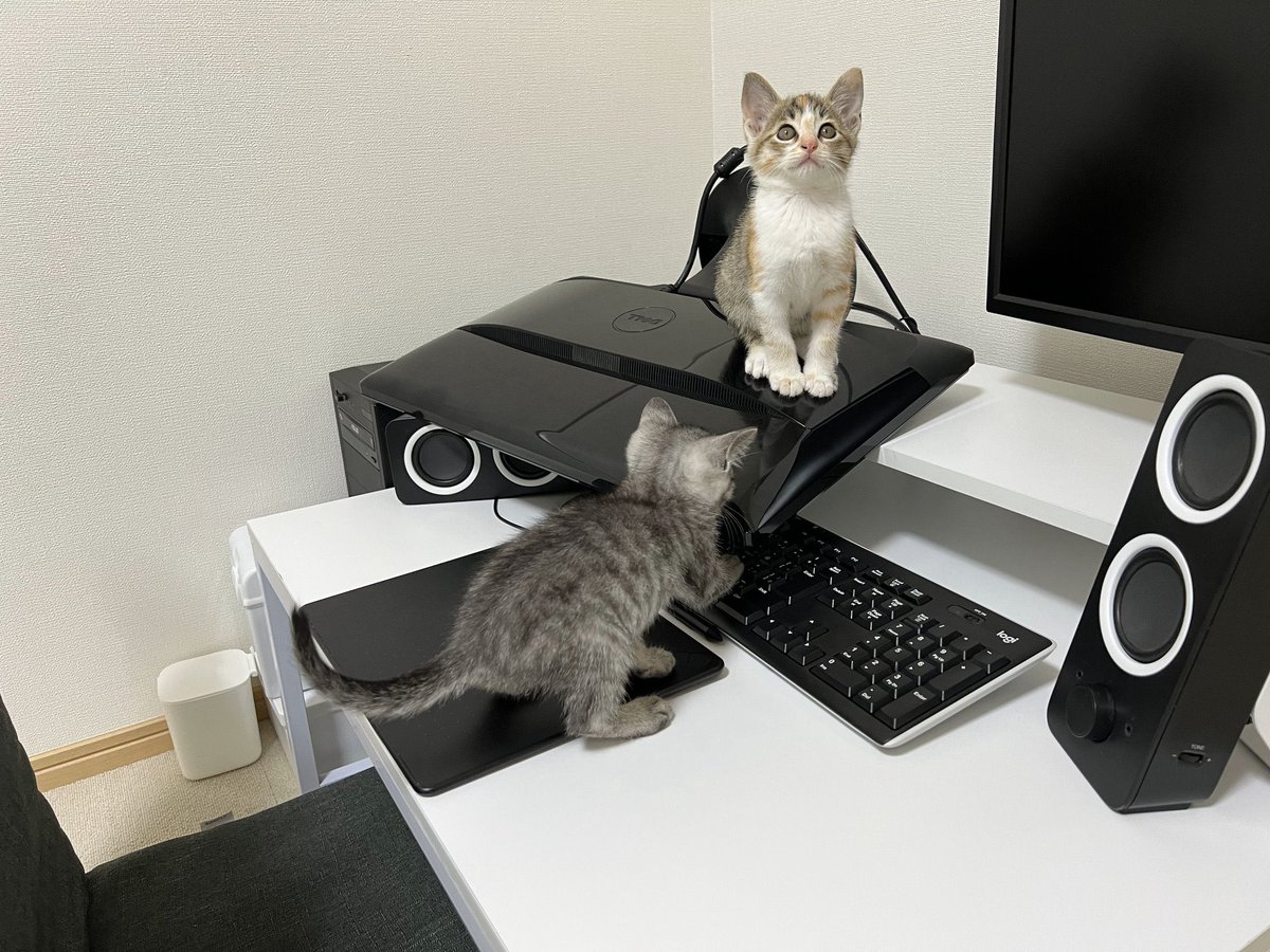 ととまるはんみ tweet media