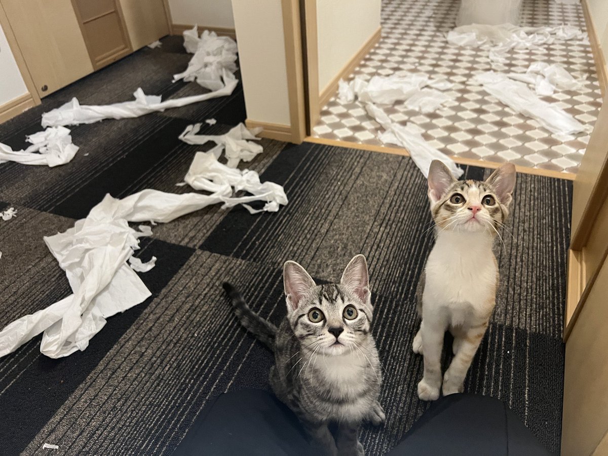 ととまるはんみ tweet media