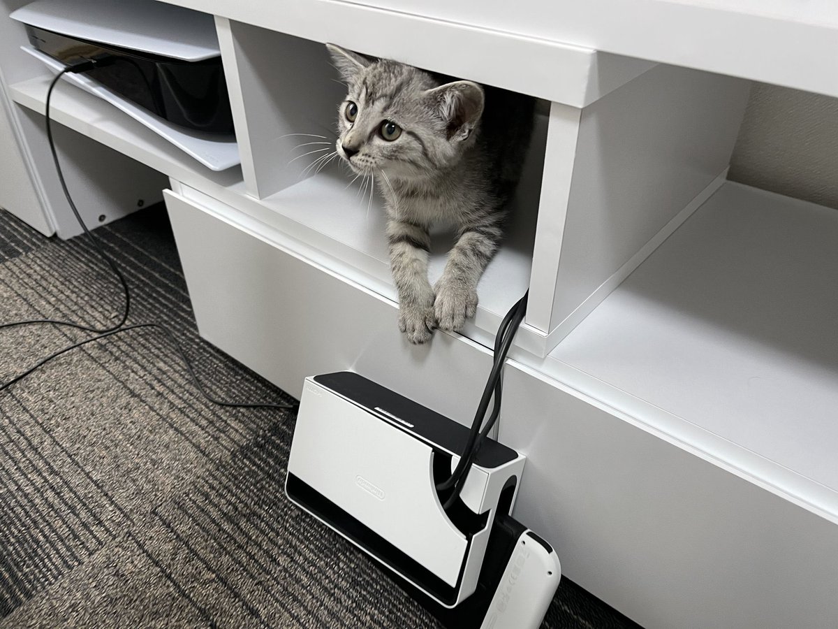 ととまるはんみ tweet media