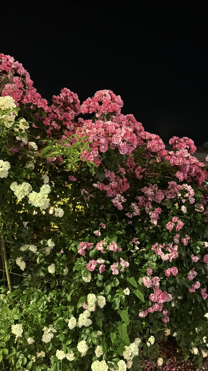 이제 곧 장미의 계절. 거리마다 장미로 가득한 계절. 집근처 장미 스팟들 외워두고 밤마다 그 코스 따라 산책하면 세상 행복해져.