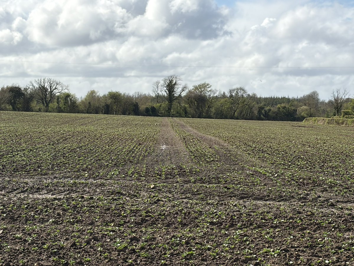 ConallMoore5's tweet photo. The only spring crop that should be sown this side of the Shannon https://t.co/Ecr80T9gtH