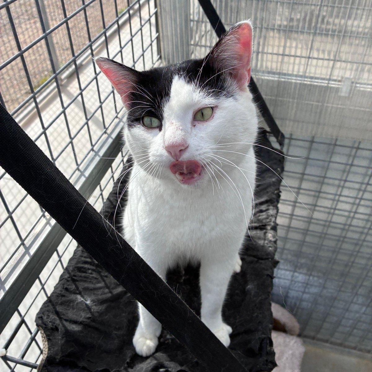 caaclleida's tweet photo. El Lolo és un gat de dos anys amb un cor igual de gros que ell. És afectuós, obedient, tranquil i sociable😽

Li encanta estar en companyia de persones i rebre les seves carícies.

Si sempre has volgut tenir un os amorós a casa, vine a conèixer-lo ❤️

@paerialleida @lleidaenverd https://t.co/6ZI6VJ2jhZ