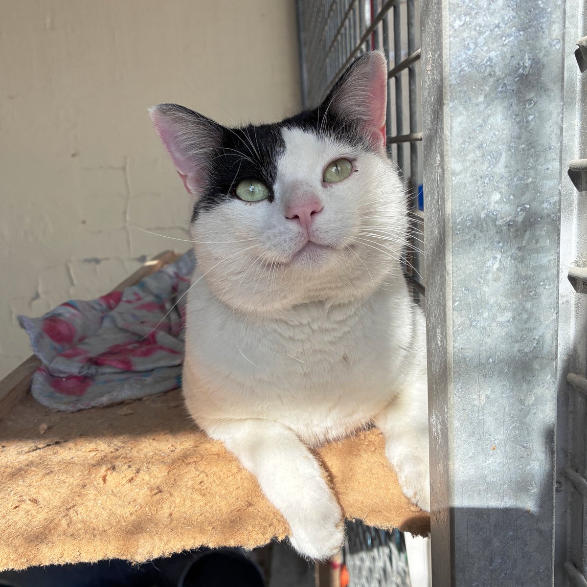 caaclleida's tweet photo. El Lolo és un gat de dos anys amb un cor igual de gros que ell. És afectuós, obedient, tranquil i sociable😽

Li encanta estar en companyia de persones i rebre les seves carícies.

Si sempre has volgut tenir un os amorós a casa, vine a conèixer-lo ❤️

@paerialleida @lleidaenverd https://t.co/6ZI6VJ2jhZ
