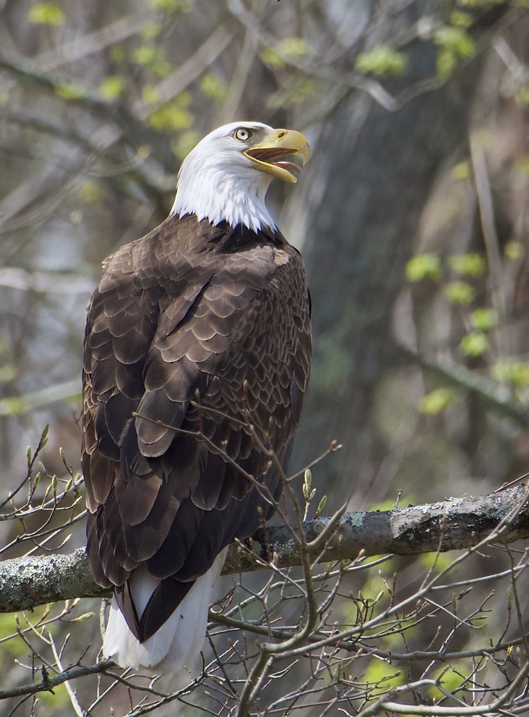 RoppityPhotos's tweet image. It was very warm yesterday.  #BaldEagle #Eagles #Wildlife #WildlifePhotography #Birds #BirdPhotography