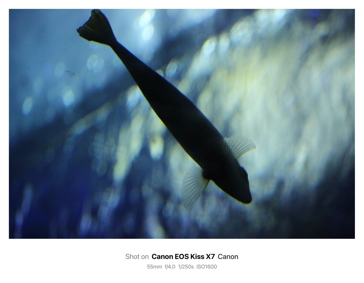 𝙆𝙄𝙍𝙄 tweet media