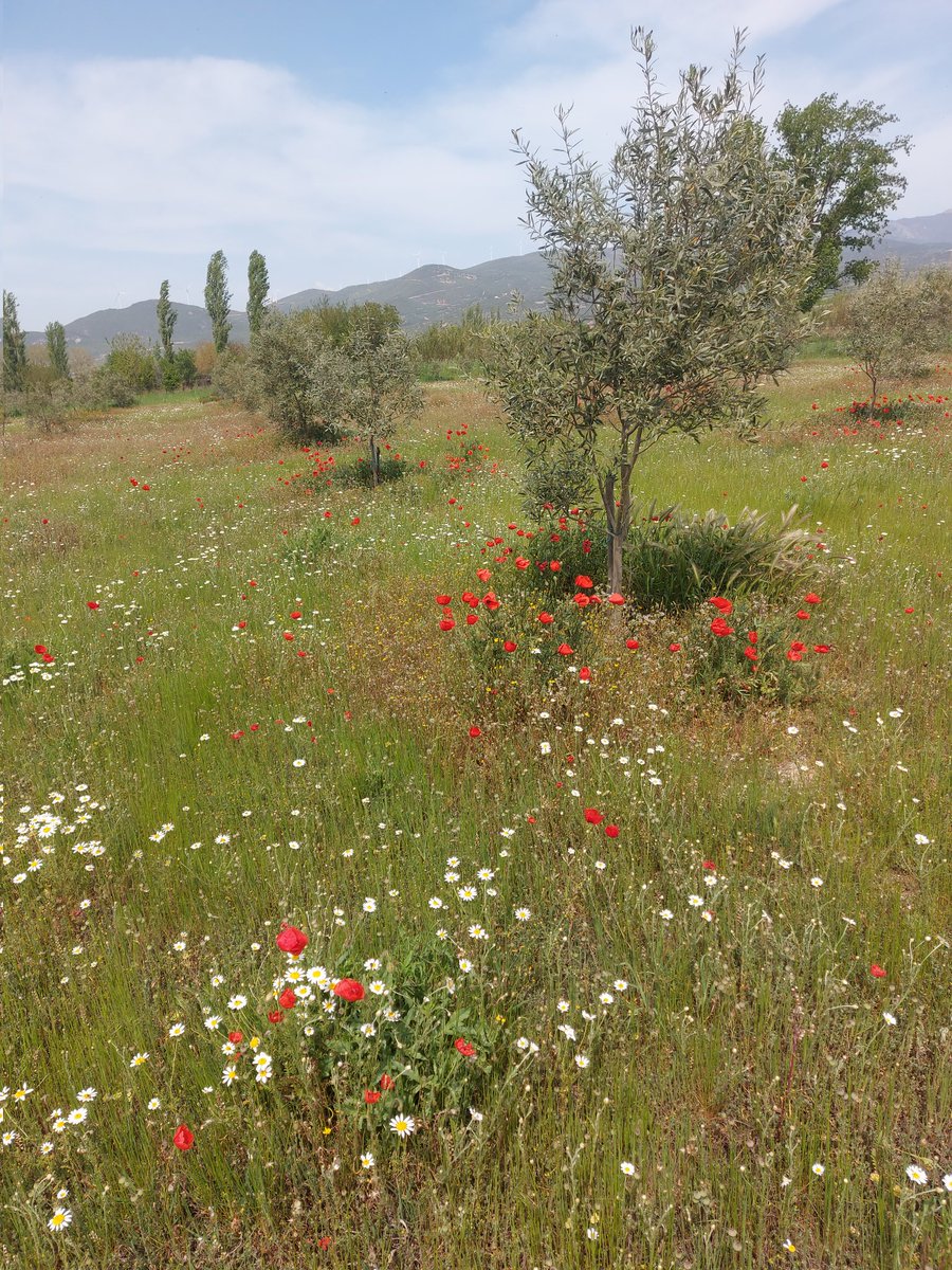 swkraths iliadis tweet media