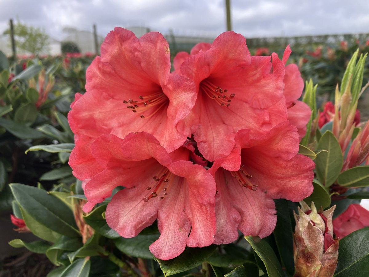 stervinou pépinière tweet media