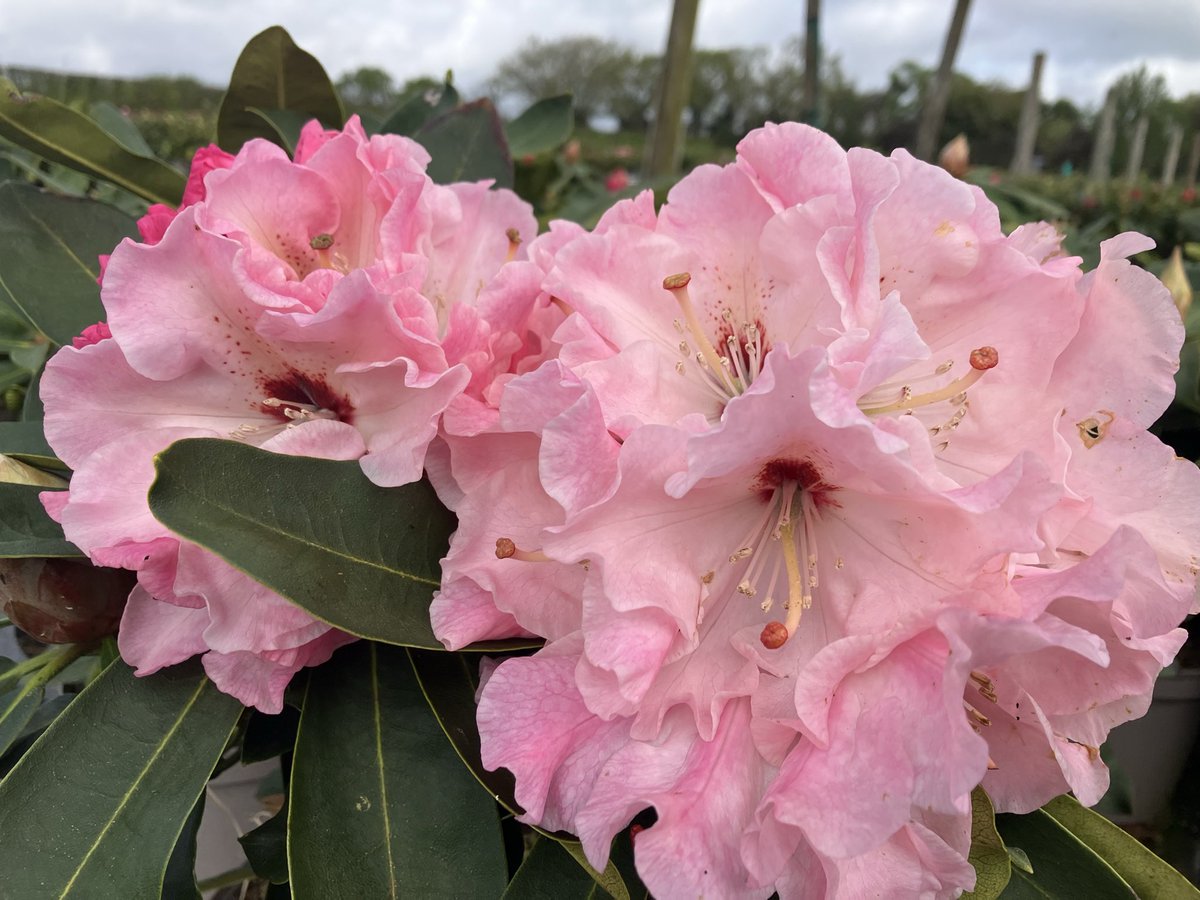 stervinou pépinière tweet media