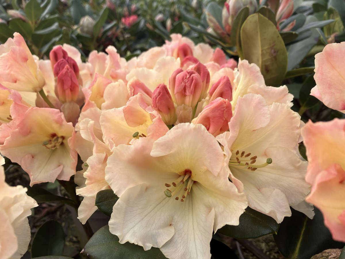 stervinou pépinière tweet media