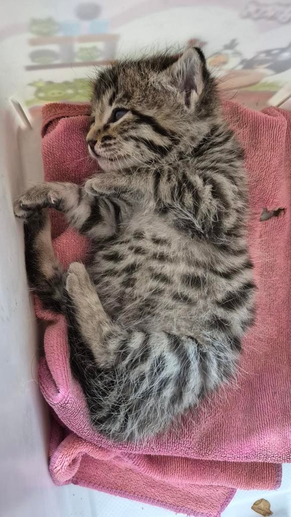 Uncle Ney tweet media