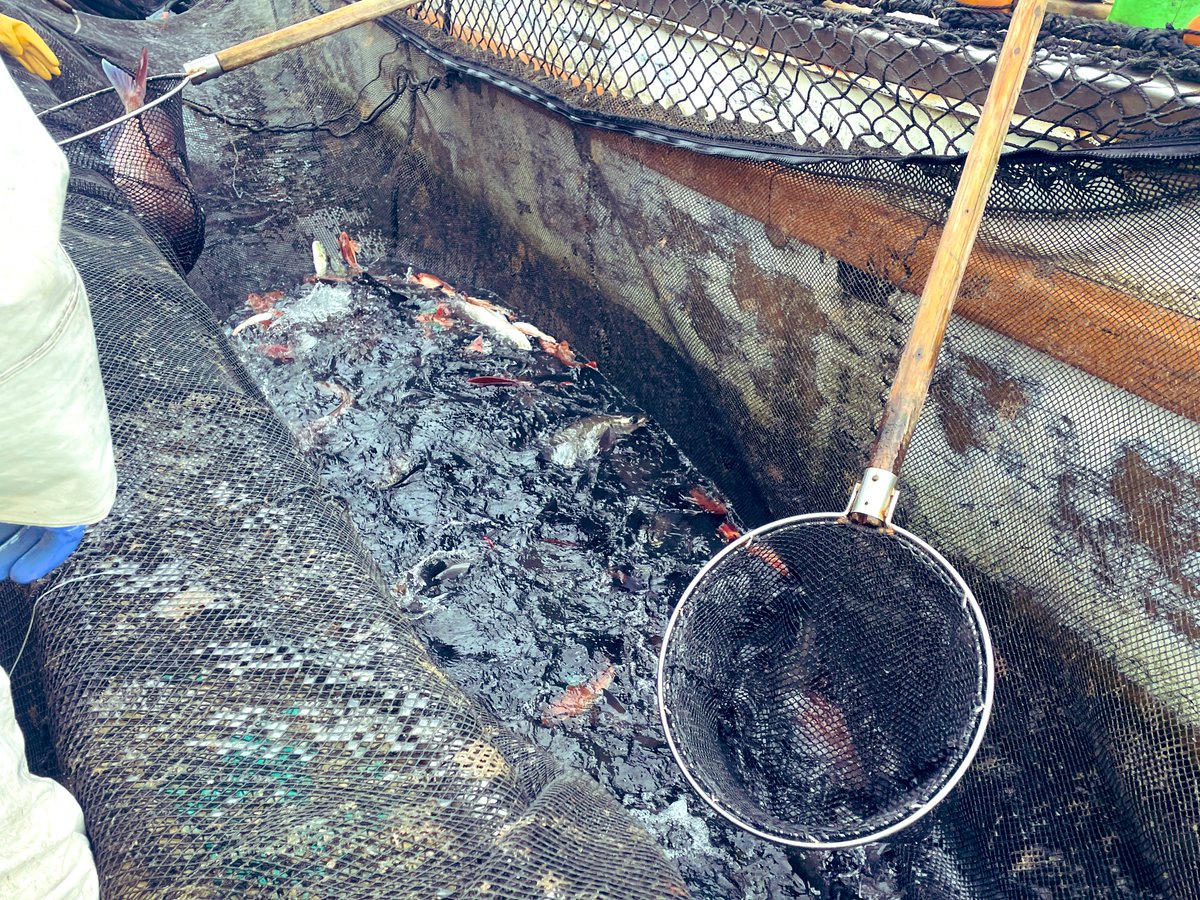 ぬこまた釣査団(隊長 大西) tweet media