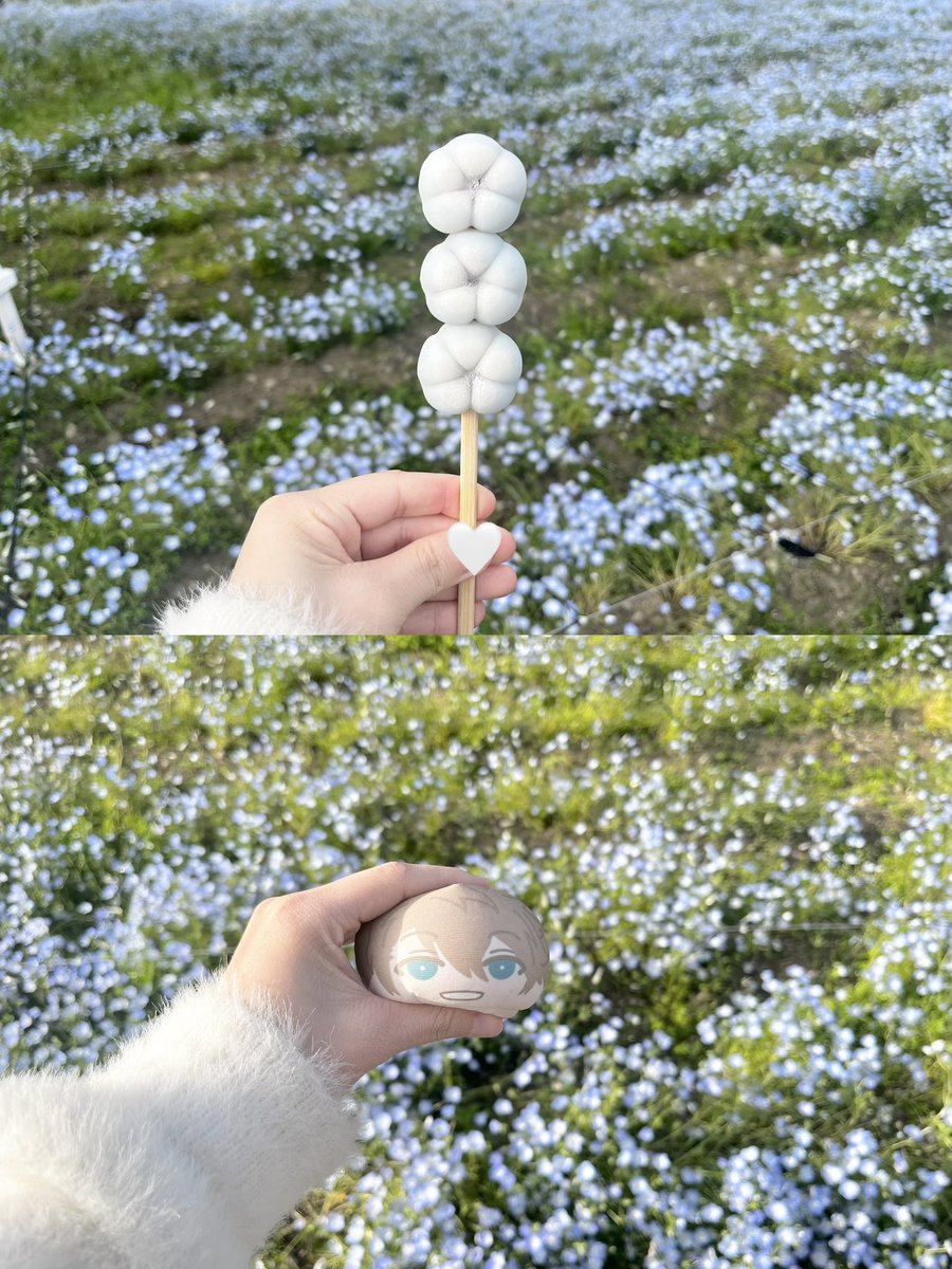 czqni2's tweet photo. 舎人公園のネモフィラ( ᖛ ̫ ᖛ )🍡🩵 https://t.co/bLWXKCOI8L
