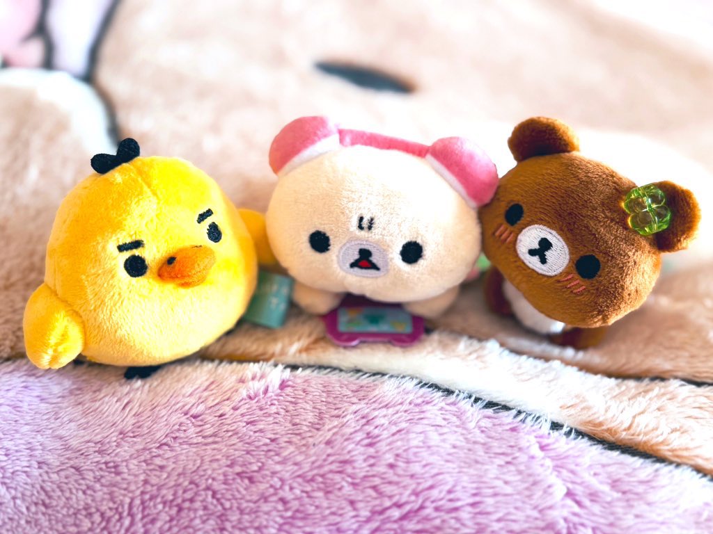 こぐまる🍯 tweet media