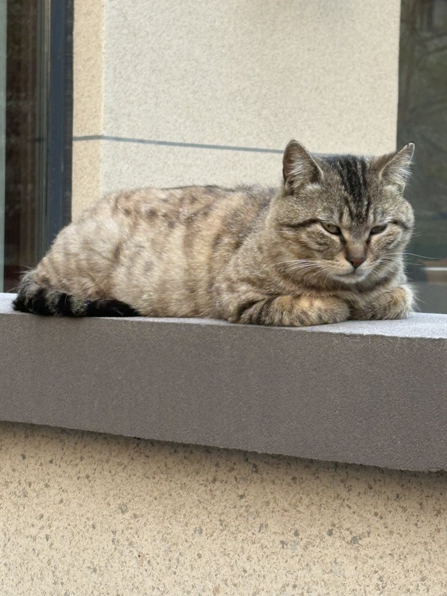 美丽老胡子 tweet media