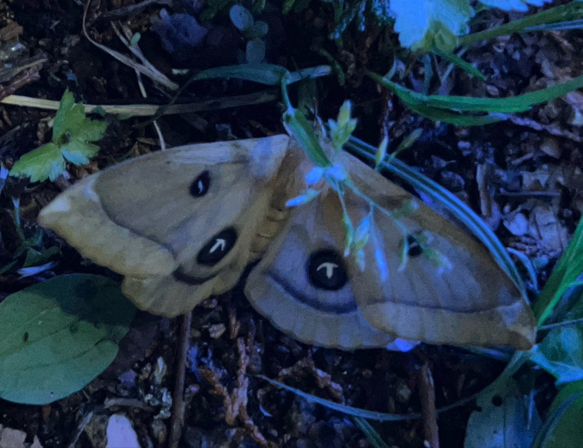 かなた昆虫採集中 tweet media