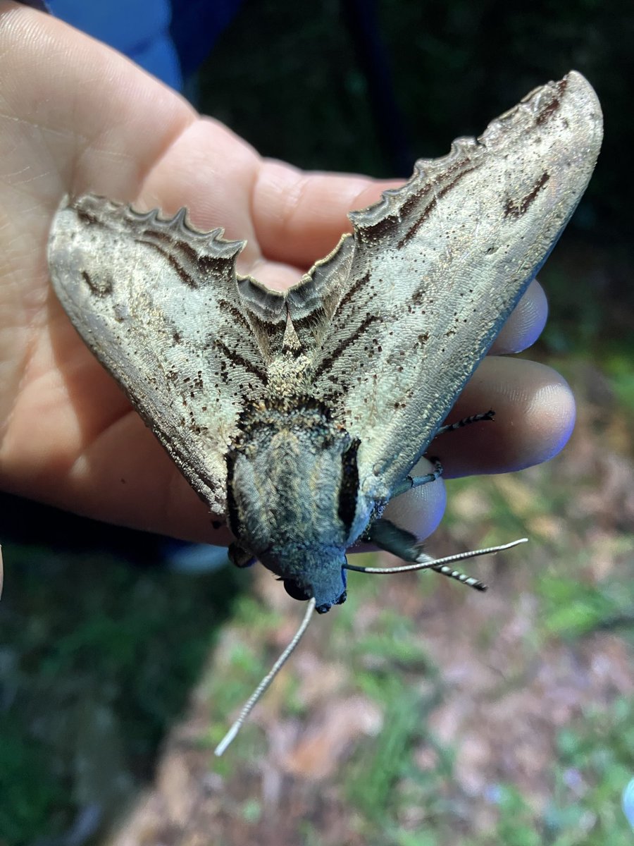 かなた昆虫採集中 tweet media