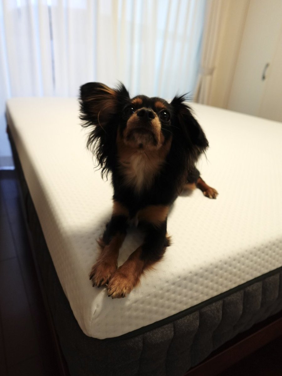 m__m916's tweet photo. Recommended bedding🛌​
エマ・プレミアム V2n​
このマットレスで寝た時の心地良さやばい、、◎​
体温を整える放熱フォームで季節問わず使いやすく​
持ち運びに配慮したハンドル付き🙆🏻‍♀️​
↓お得なクーポンもあります☆​
PR https://t.co/ib5XTOrFzx