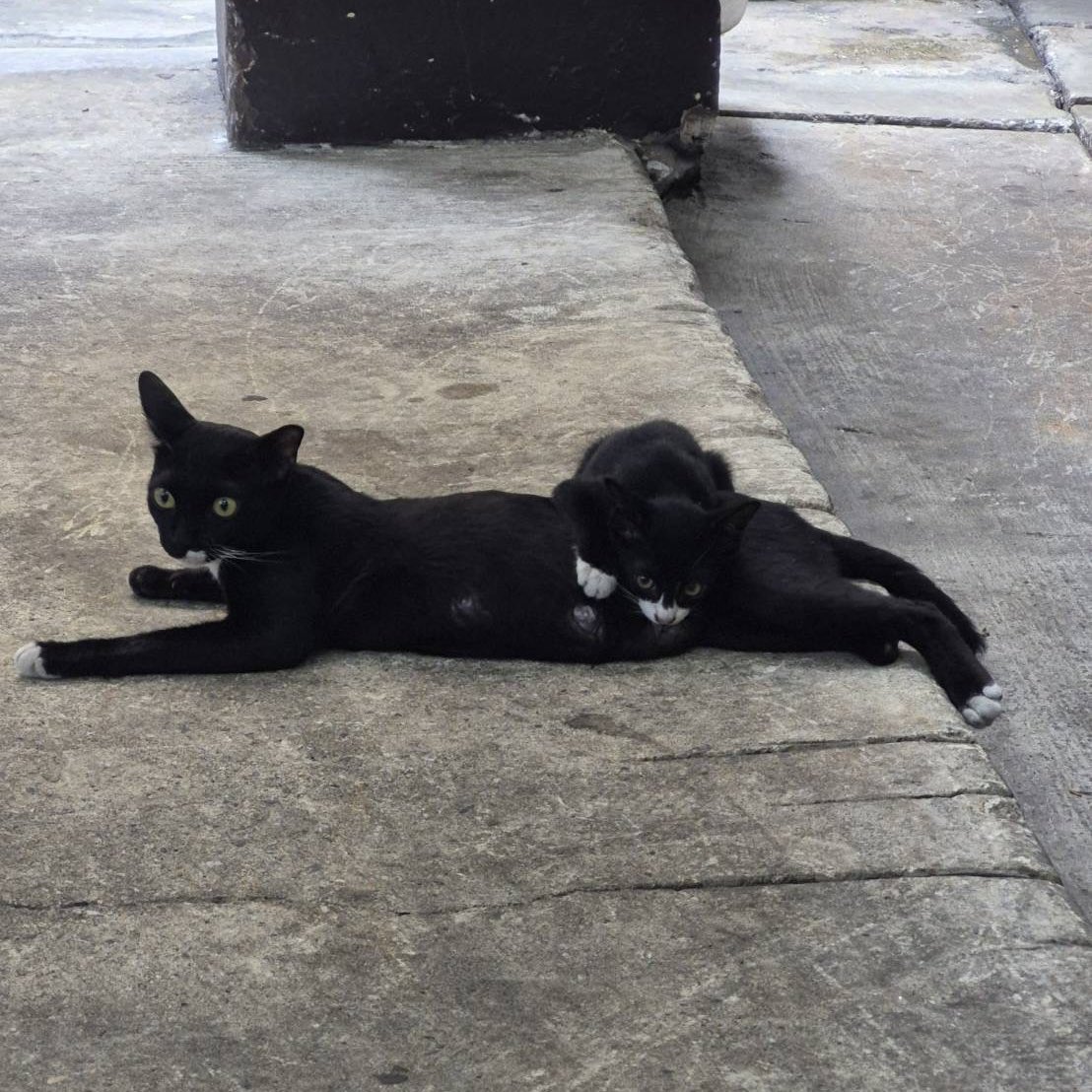 stray cat*🐈⬛🍵 tweet media