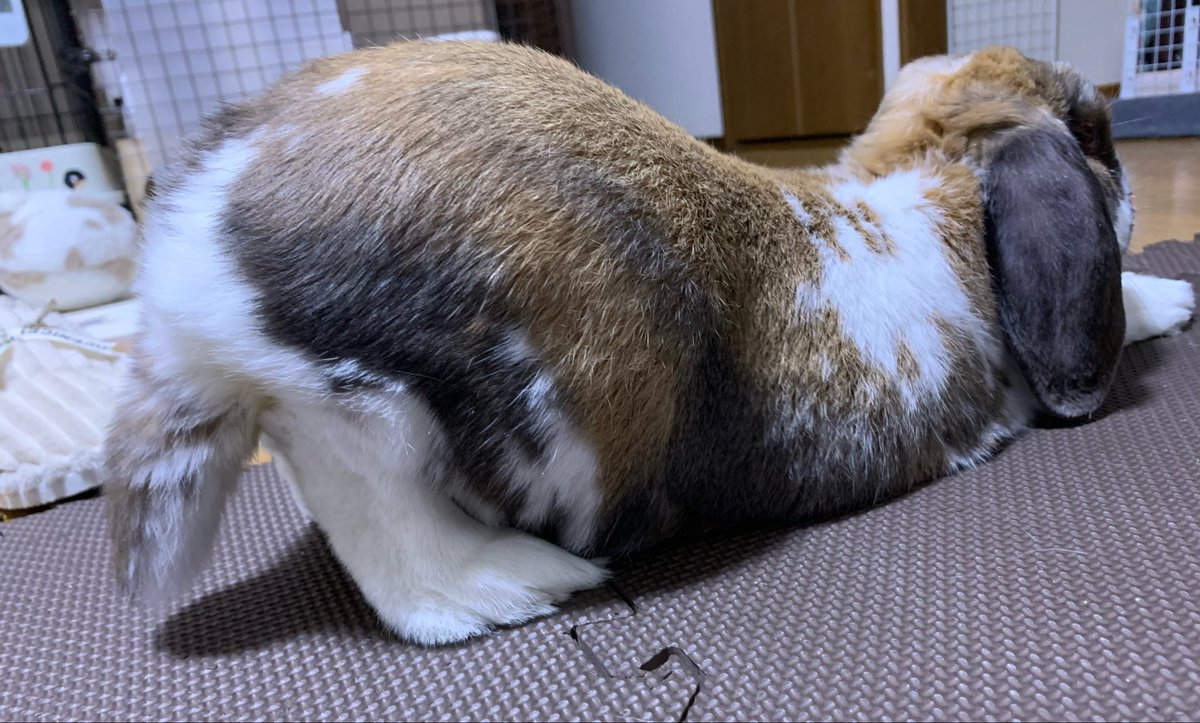 うーさん🐰(飼い主) tweet media
