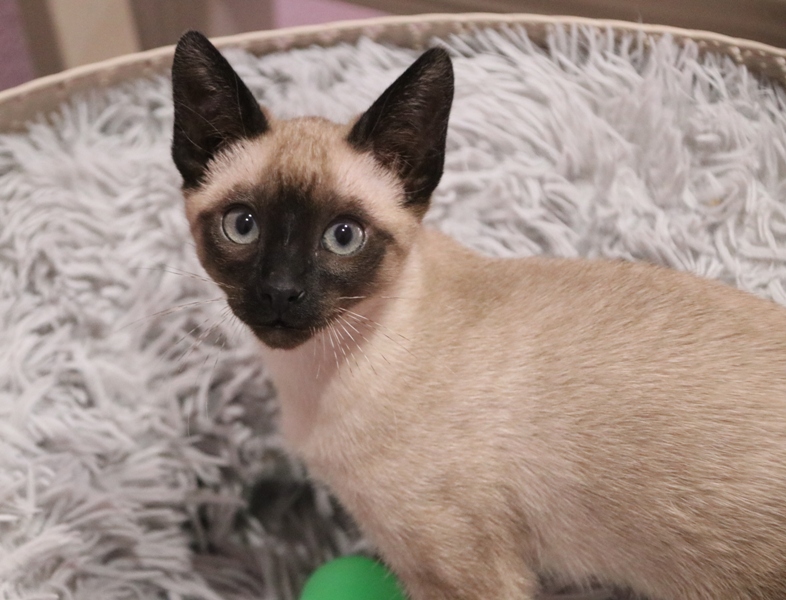 #KATINA sigue creciendo sanota y guapa, pronto tendremos fotos nuevas 👍😺
adopcionesfelinasvalencia.es/gatos-en-adopc…